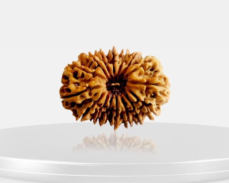 16 Mukhi Rudraksha