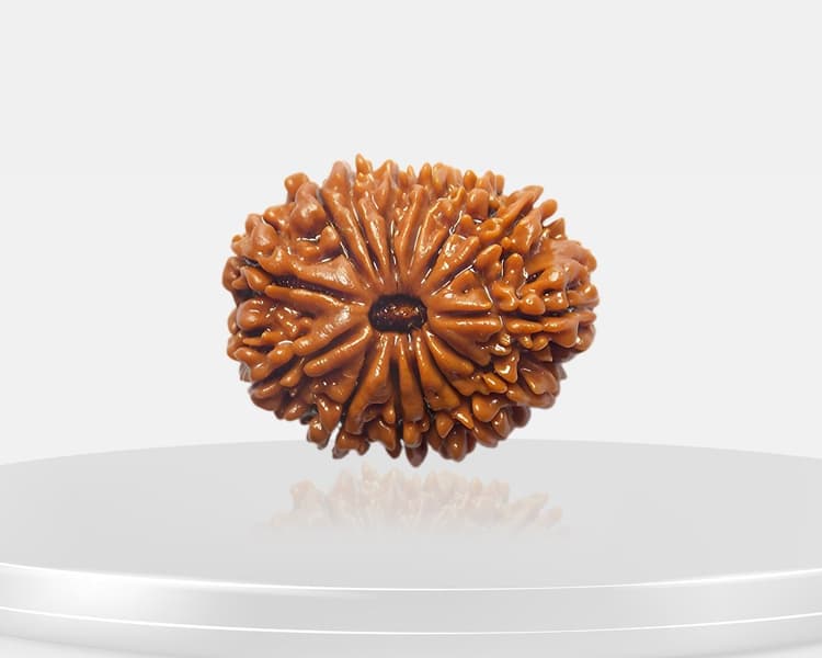 14 Mukhi Rudraksha
