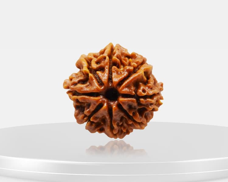 8 Mukhi Rudraksha