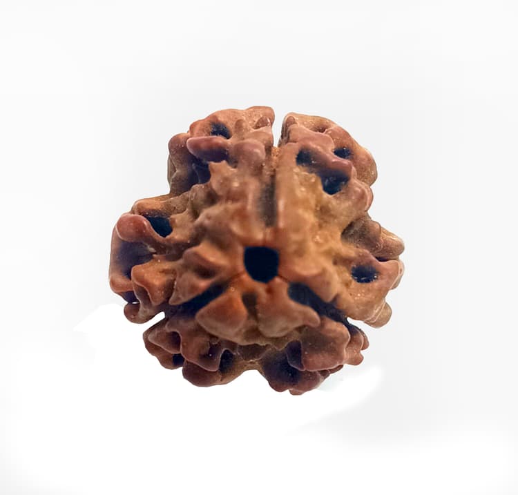 3 Mukhi Rudraksha