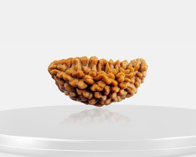1 Mukhi Rudraksha